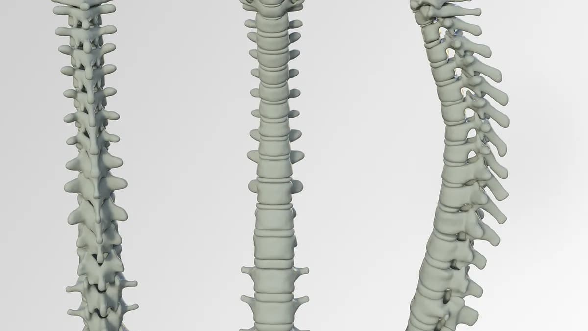 Spine anatomy back treatment